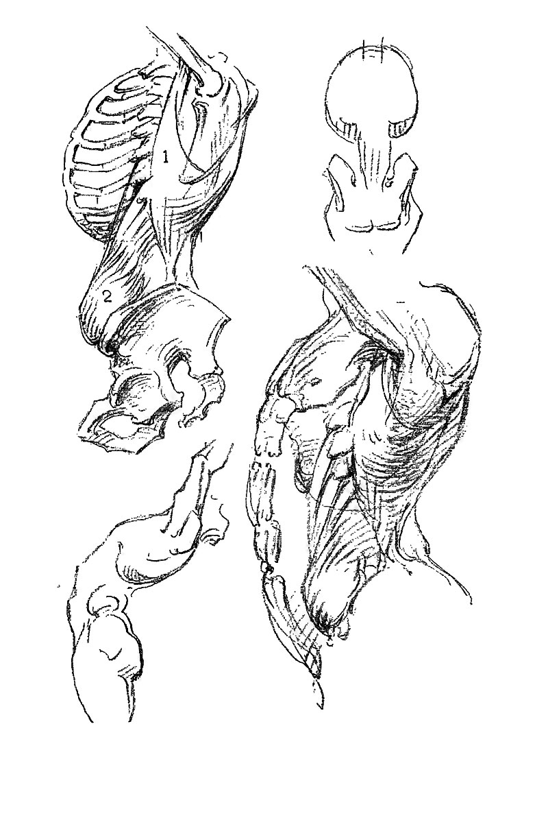 Image File