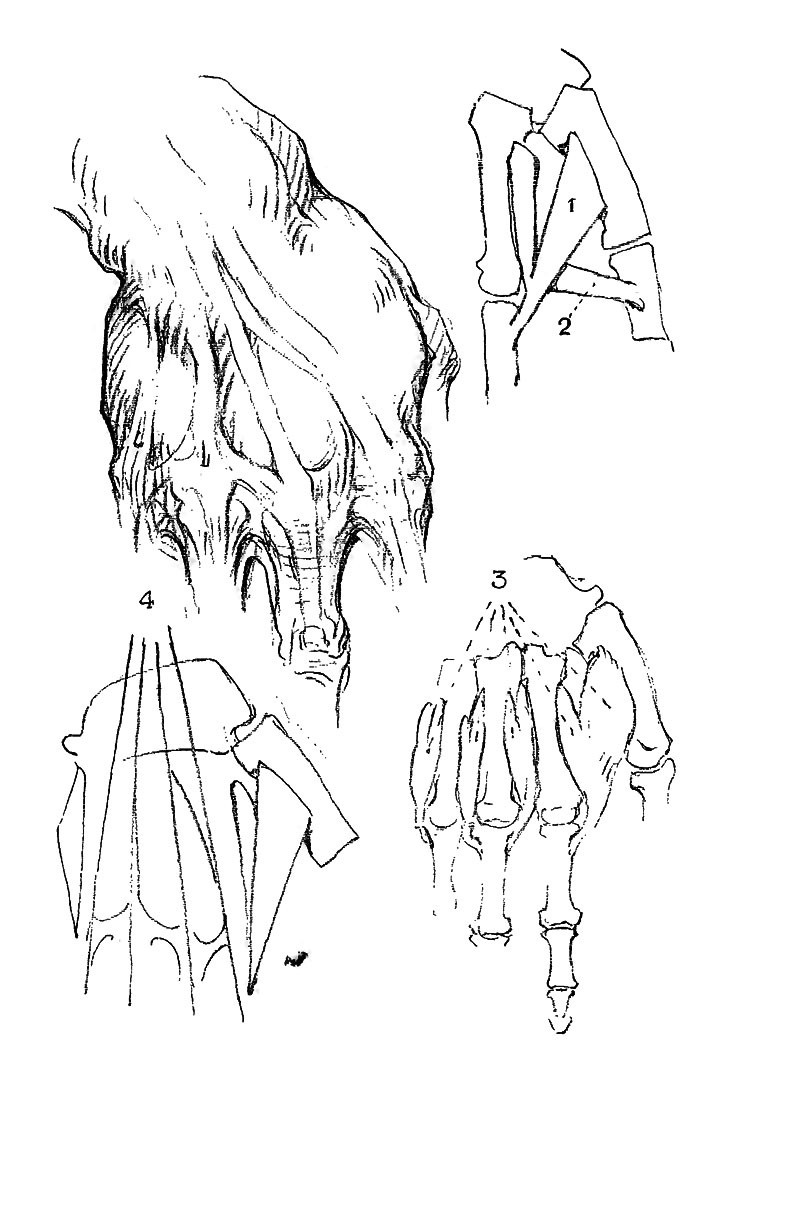 Image File