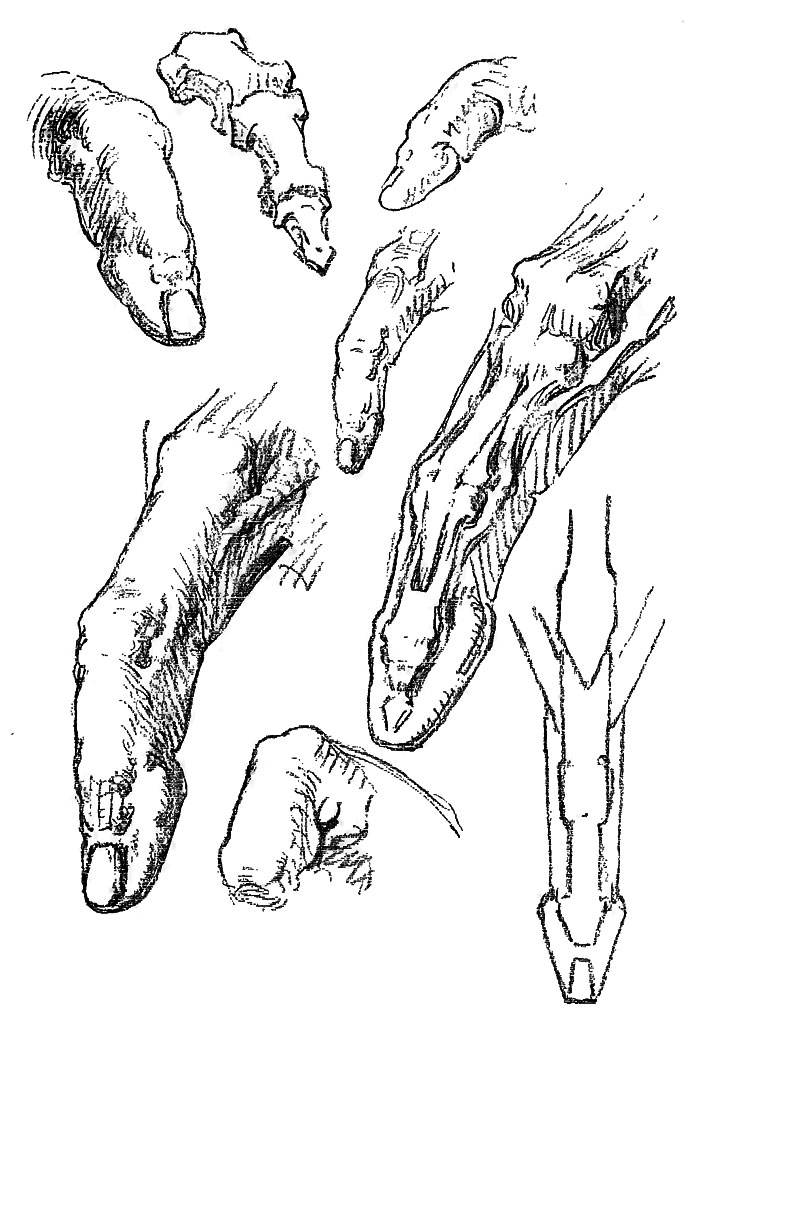 Image File