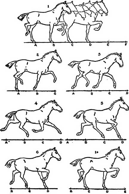 horse trot cycle